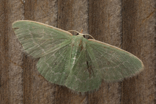iNaturalist observation photo of Wavy-lined Emerald