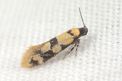 iNaturalist observation photo of Decantha