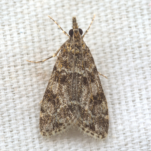 iNaturalist observation photo of Moss-eating Crambid Snout Moths