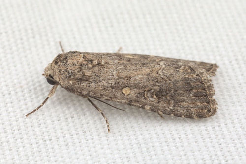 iNaturalist observation photo of Beet Armyworm Moth