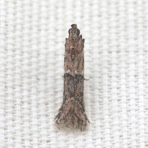 iNaturalist observation photo of Ephestiodes