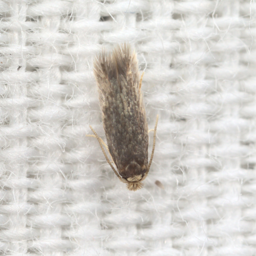 iNaturalist observation photo of Pygmy Eye-capped Moths