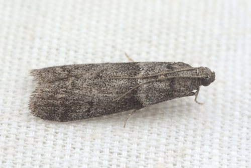 iNaturalist observation photo of Phycitini
