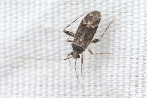 iNaturalist observation photo of Phytocoris