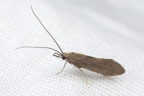 iNaturalist observation photo of Limnephiloidea