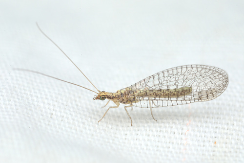 iNaturalist observation photo of Shadow Lacewings