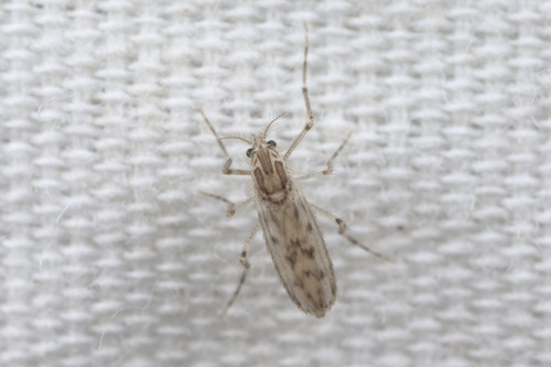 iNaturalist observation photo of Clear Lake Gnat