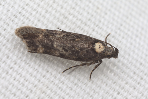 iNaturalist observation photo of Gelechiini