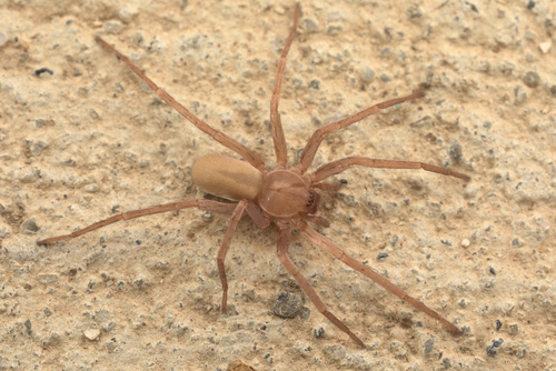 iNaturalist observation photo of Rocky Canyon Spiders