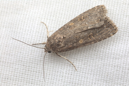 iNaturalist observation photo of Beet Armyworm Moth