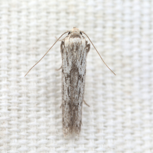 iNaturalist observation photo of Hypatopa