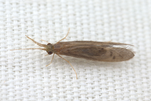 iNaturalist observation photo of Oecetis