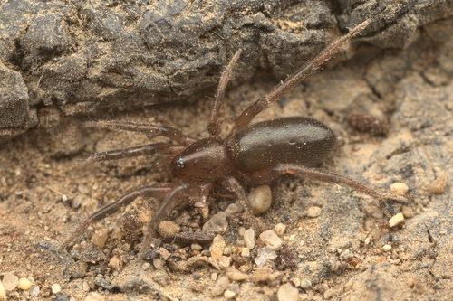 iNaturalist observation photo of Stealthy Ground Spiders