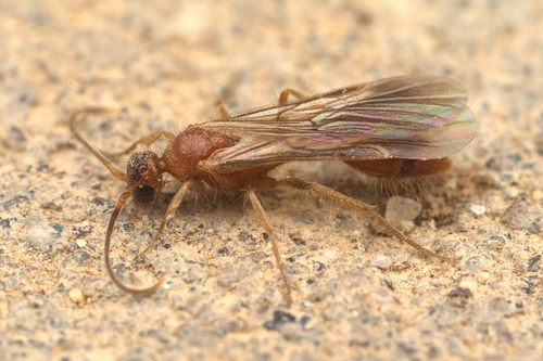 iNaturalist observation photo of Chyphotes