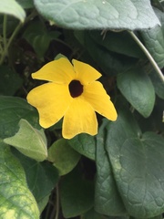 Thunbergia alata image