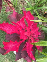 Euphorbia pulcherrima image