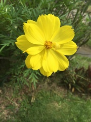 Cosmos sulphureus image