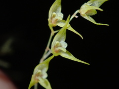 Image of Trichosalpinx arbuscula