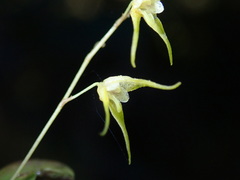 Trichosalpinx arbuscula image