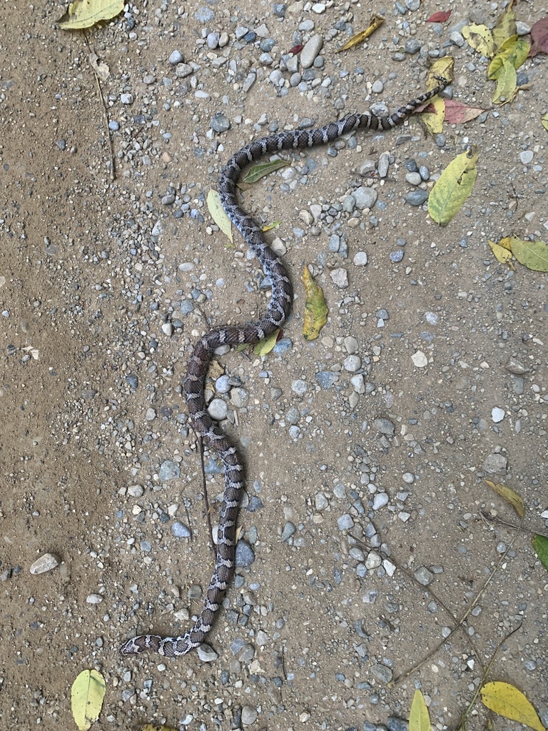 Eastern Milksnake from W Cloverdale Rd, Hastings, MI, US on October 11 ...