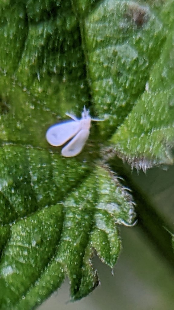 Whiteflies from Toronto, Ontario, Canada on October 1, 2022 at 03:27 PM ...