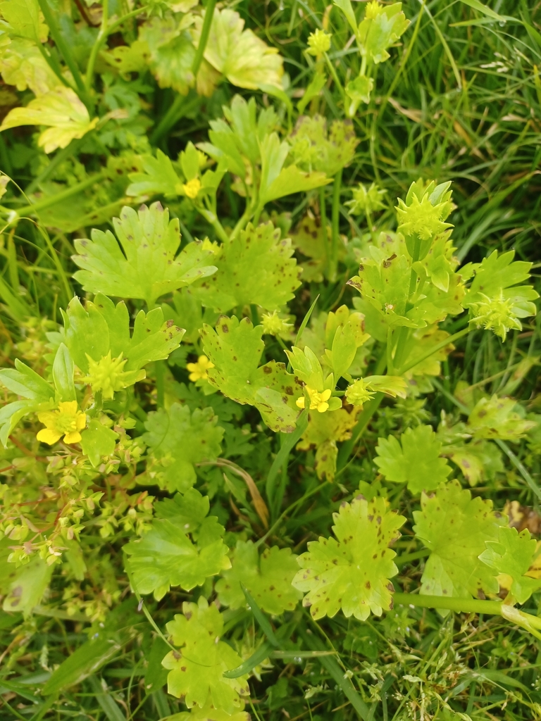 Rough-fruited buttercup from Maple Street corner, Avondale, Auckland ...