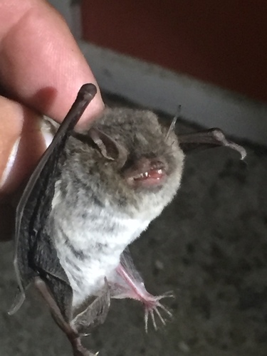Southeastern Myotis