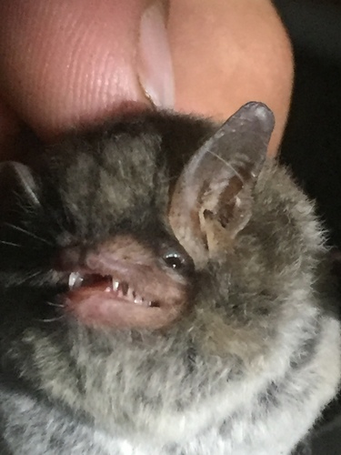 Southeastern Myotis