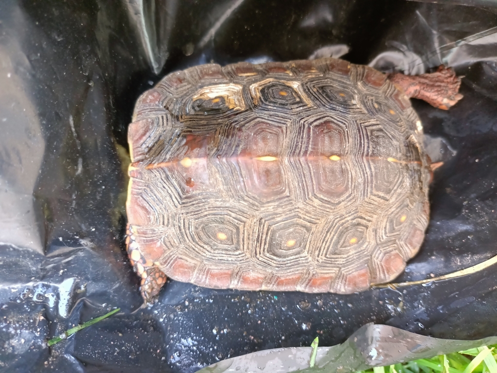 Colima Wood Turtle from 51357 Méx., México on September 17, 2022 at 09: ...