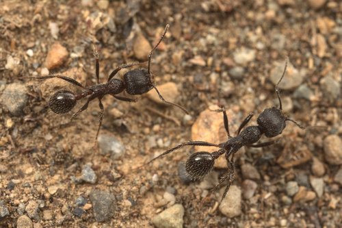 iNaturalist observation photo of Andre's Harvester Ant