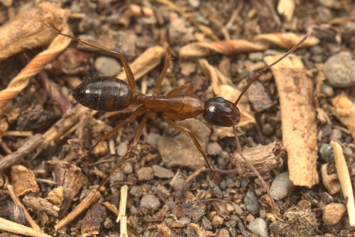 iNaturalist observation photo of Camponotus sansabeanus