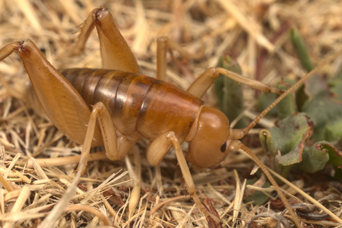 iNaturalist observation photo of California Camel Cricket