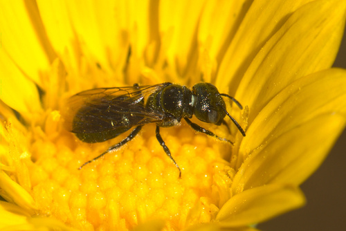 iNaturalist observation photo of Small Carpenter Bees