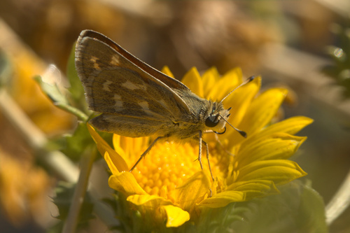 iNaturalist observation photo of Tilden’s Branded Skipper