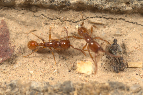 iNaturalist observation photo of Legionary Ants