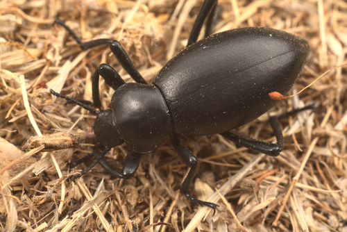 iNaturalist observation photo of Dentate Stink Beetle