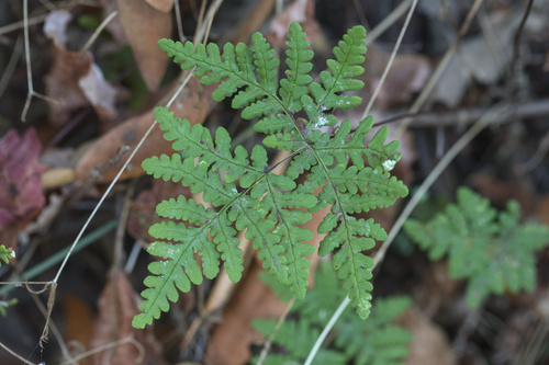 iNaturalist observation photo of goldback fern