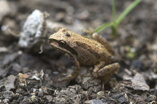 iNaturalist observation photo of Pacific chorus frog