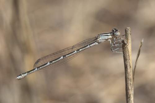 iNaturalist observation photo of Bluets