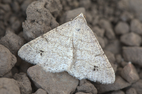 iNaturalist observation photo of Digrammia muscariata