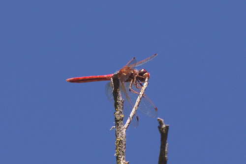 iNaturalist observation photo of Cardinal Meadowhawk