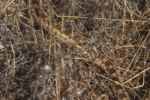 iNaturalist observation photo of Pacific Gopher Snake