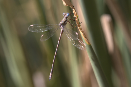 iNaturalist observation photo of California Spreadwing
