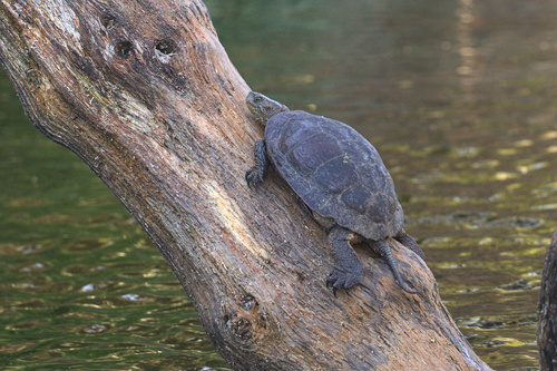 iNaturalist observation photo of Northwestern Pond Turtle