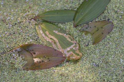 iNaturalist observation photo of Flies