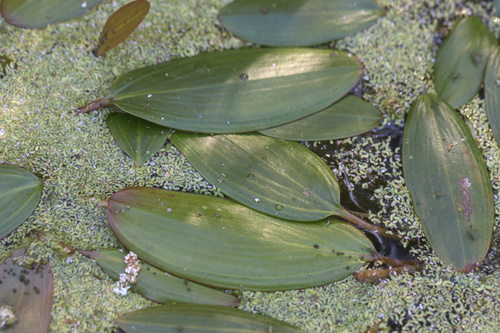 iNaturalist observation photo of Pondweeds