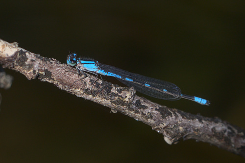 iNaturalist observation photo of Bluets