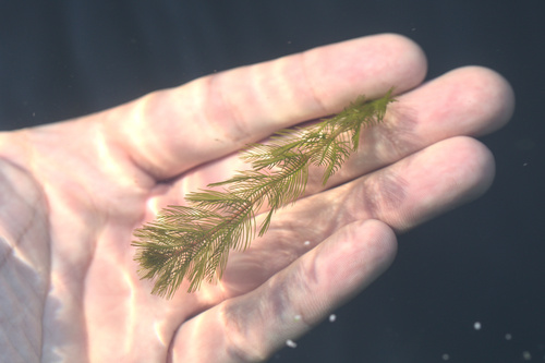 iNaturalist observation photo of Milfoils