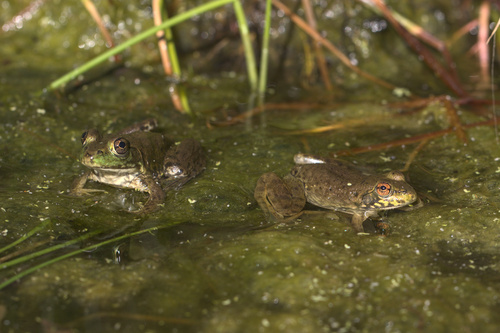 iNaturalist observation photo of American Bullfrog