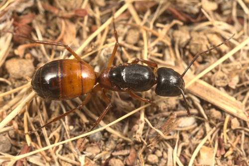 iNaturalist observation photo of Camponotus sansabeanus